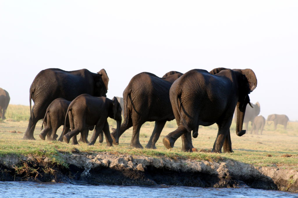 Elefanten am Chobe
